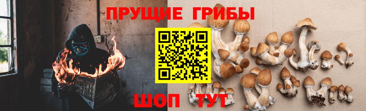 Псилоцибиновые грибы Psilocybine cubensis Асбест